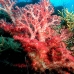 coral_soft_res_v_0705_png0004.jpg